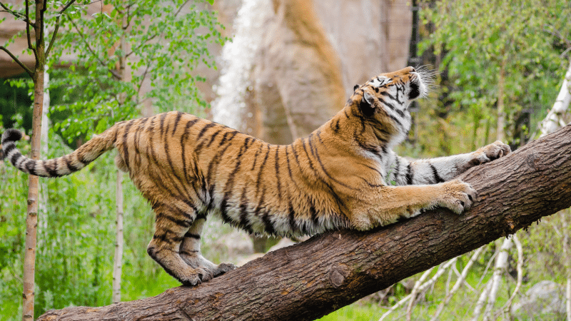 réveil musculaire